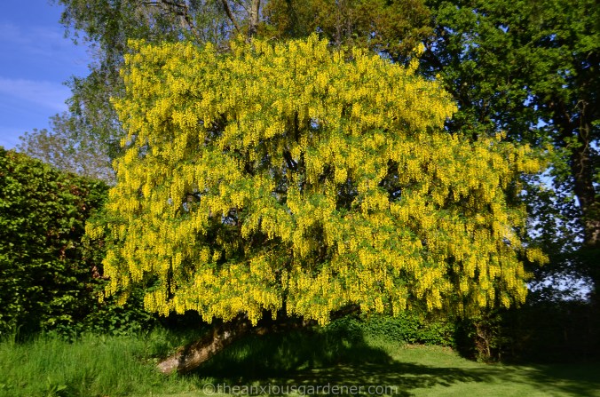 Laburnum