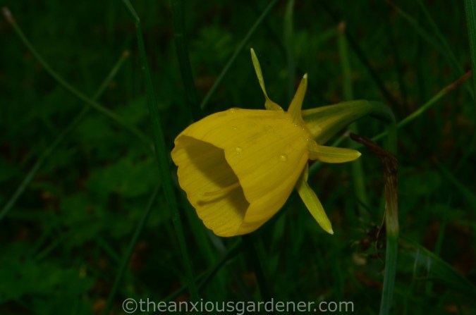 Narcissus Conspicuus (2)