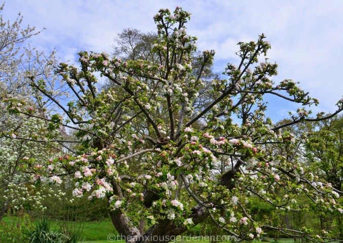 Pruned apple tree