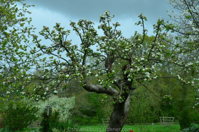 Pruned apple trees