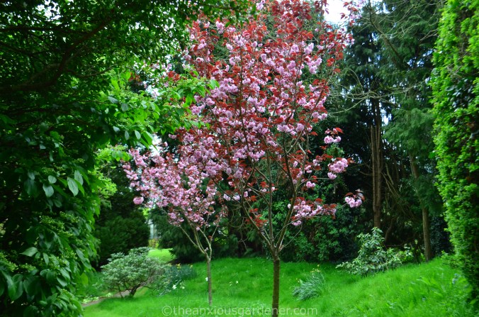 Prunus Serr. Kanzan Rubra