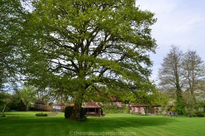 The Priory Oak (1)