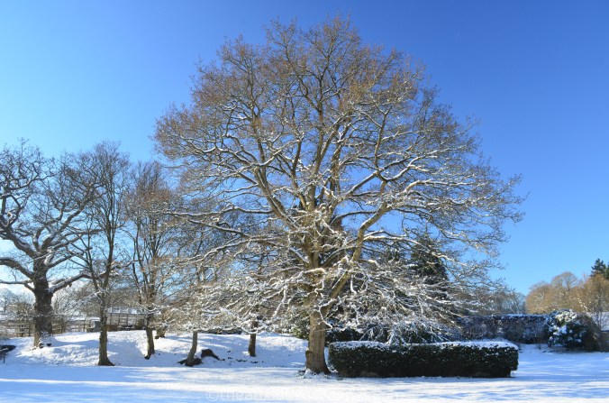 The Priory Oak