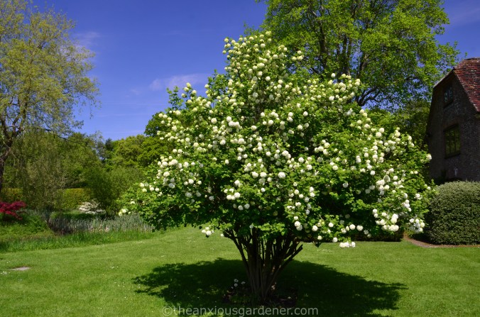 Viburnum opulus 'Roseum'