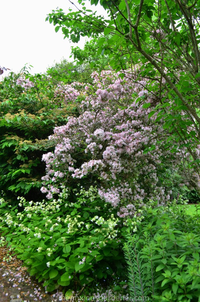 Weigela