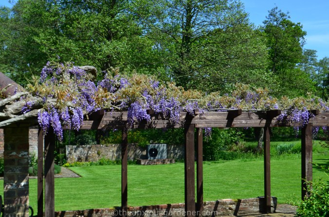 Wisteria