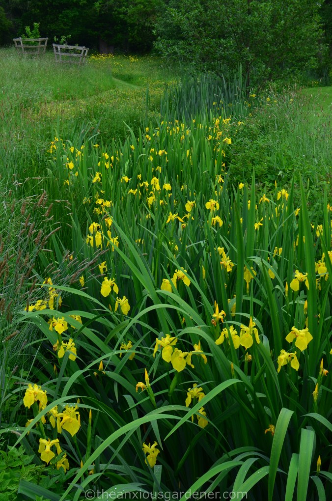 Yellow Iris