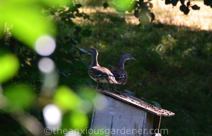 Young manadrin ducks