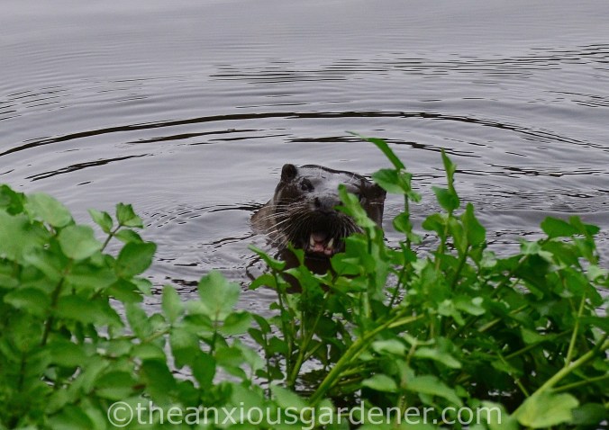 Otter Stroud (4)