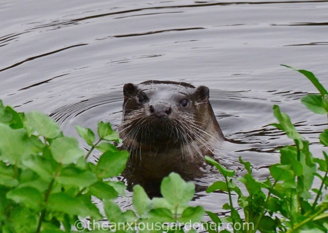 Otter Stroud (6)