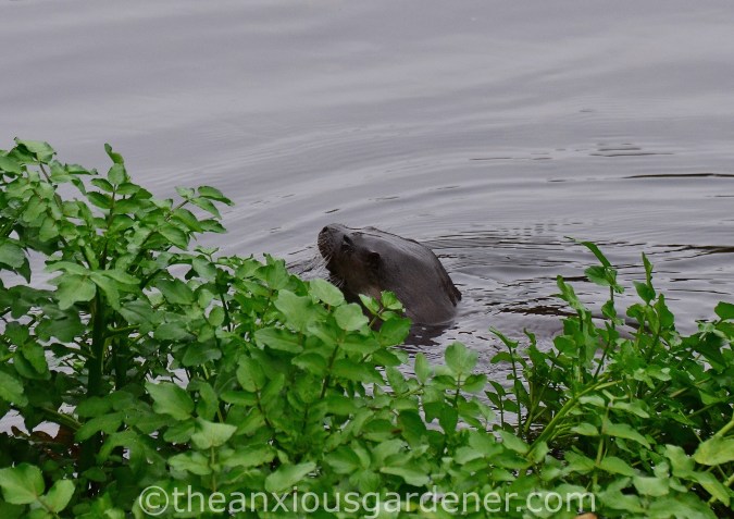 Otter Stroud (7)