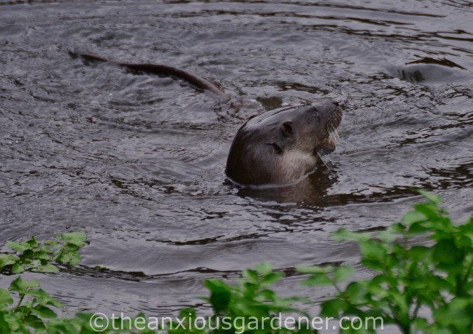 Otter Stroud (8)