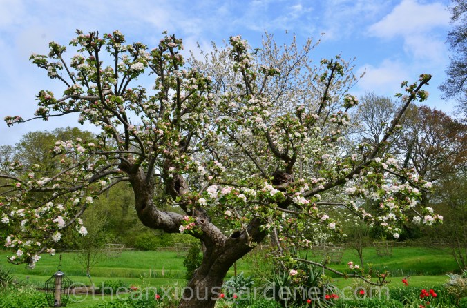 Apple tree