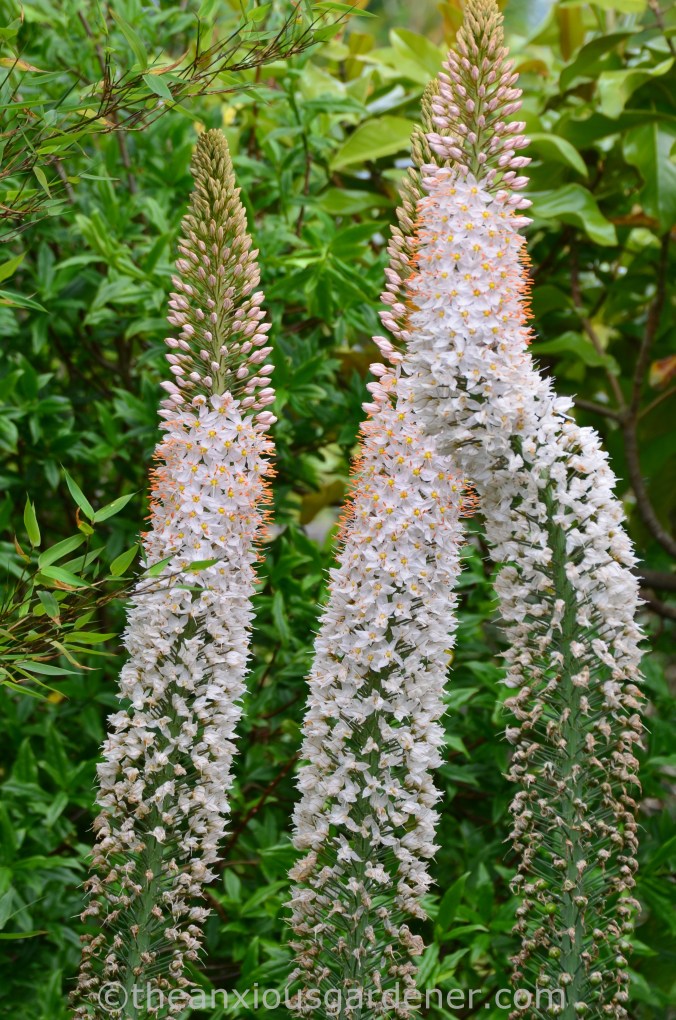 Cotswold Wildlife Park Planting (4)