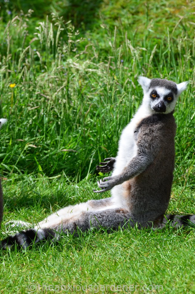 Ringtailed Lemur (1)