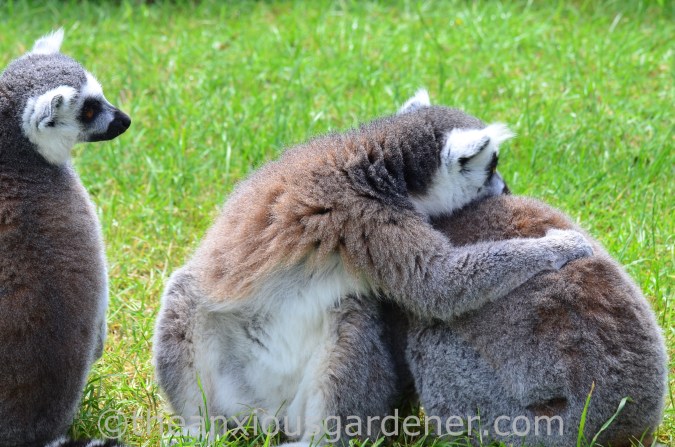 Ringtailed Lemur (2)