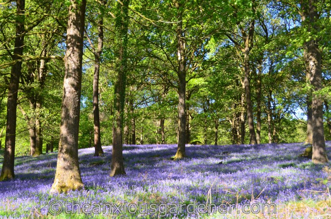 Lake District Bluebells