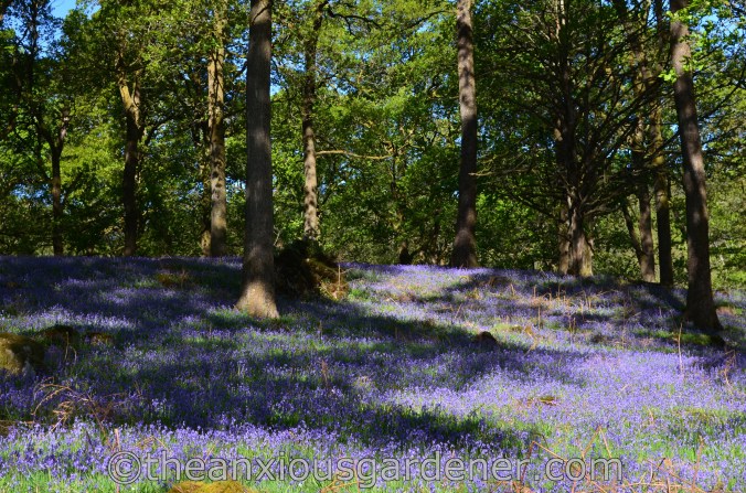Lake District Bluebells