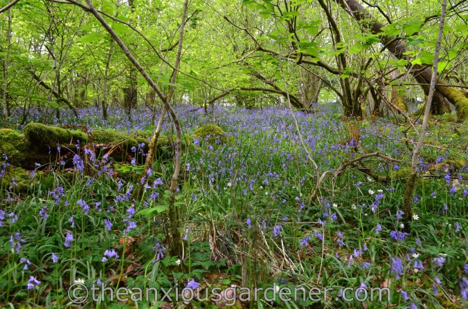 Lake District Bluebells