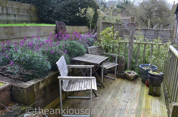 Erysimum 'Bowles's Mauve' (2)