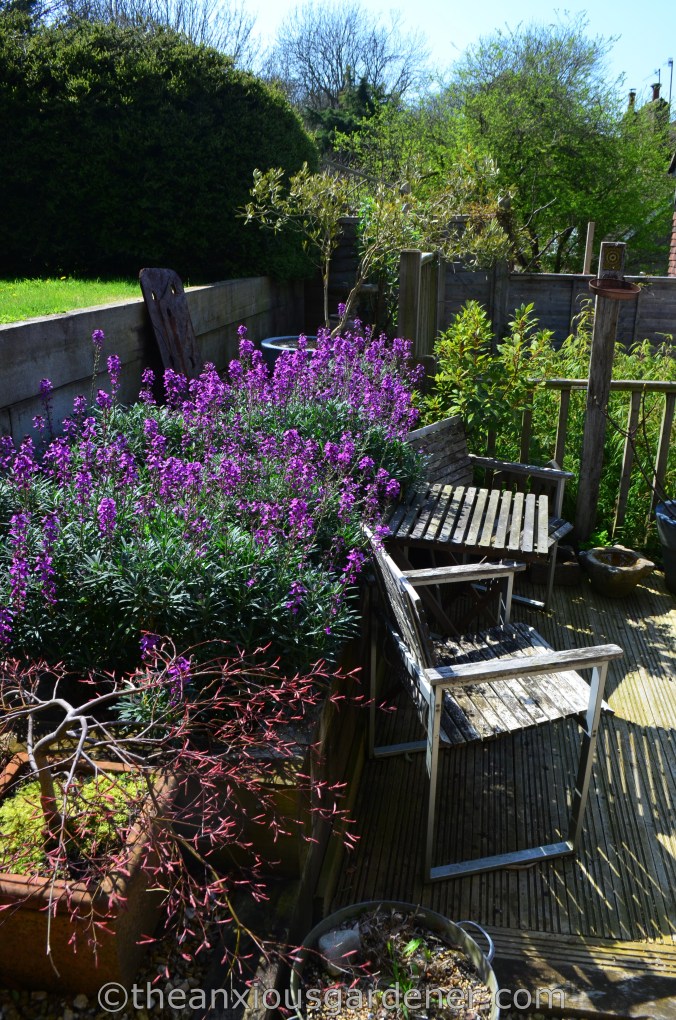 Erysimum 'Bowles's Mauve'