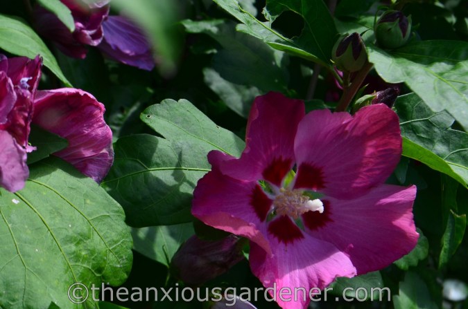 New House New Garden