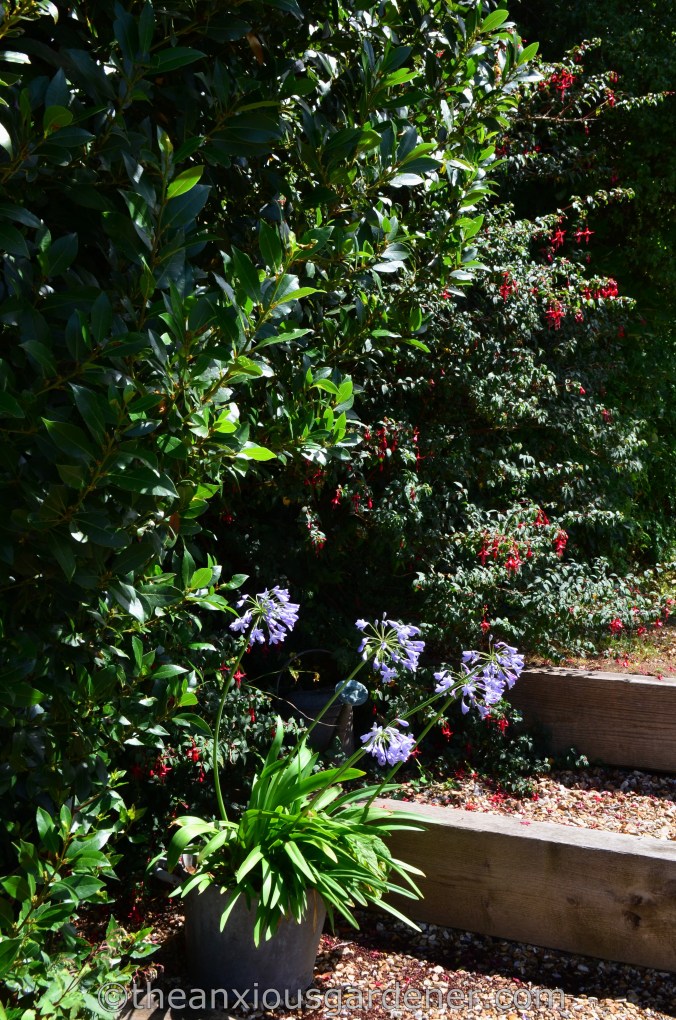 New House New Garden (46)