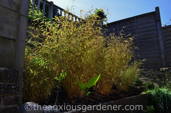 New House New Garden